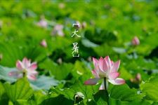 2017年大暑是哪天 2017年大暑是什么时候