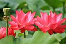 2017年大暑节气时间:2017年大暑节气是几号