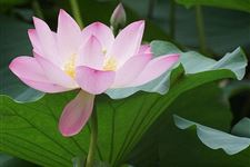 2017年大暑时间:2017大暑是几月几日