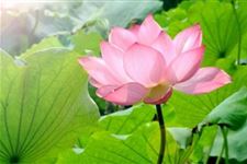 2017年大暑的具体时间