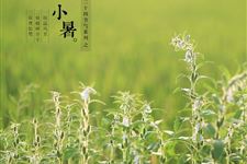 小暑谚语大全 关于小暑谚语大全