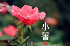 小暑为什么要食新米