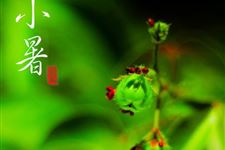 小暑气候与农事 小暑节气对农事的影响