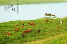 立秋喝什么茶 立秋适合喝哪些茶