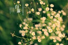 白露三候是什么 什么是白露三候