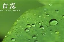 今年白露是几月几日 2017年白露是什么时候