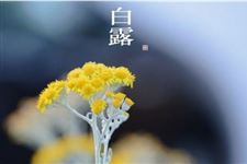 白露吃龙眼的原因