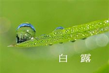 白露时节可以喝什么茶 白露时节喝什么茶好