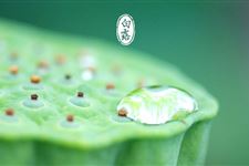 白露时节应该如何养胃