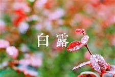 关于白露的祝福语有哪些 白露的祝福语短信有哪些精选
