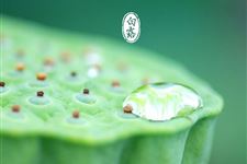 白露后种什么蔬菜 白露后能种的蔬菜有哪些