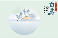 白露茶是什么 白露需不需要喝白露茶