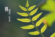 白露短信祝福语有哪些 2017年白露短信祝福语怎么发送