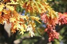 2017秋老虎开始、结束时间 今年秋老虎开始、结束是哪天