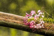 2018年雨水节气是几月几号