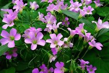 立夏节气要开的花 一般立夏会开什么花