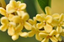 中秋节时候会开什么花