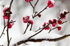 大雪农事安排