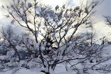 大雪节气的农事