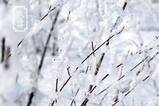 大雪节气诗词有哪些