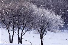 大雪节气期间会下大雪吗