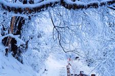 大雪节气分为哪三候?