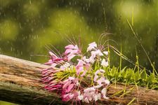 雨水节气谚语