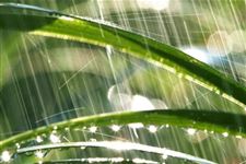 雨水节气的农谚大全