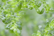 最新雨水节气的谚语