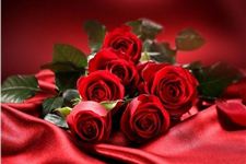 2017光棍节可以送花吗 2017光棍节表白送什么花