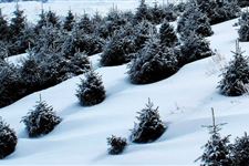 2017年大雪时间:2017年大雪是在哪天