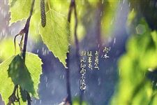 2018年雨水节气的养生祝福语应该怎么说