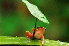 雨水节气对农事的影响
