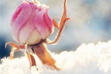 2017年祝福大寒节气的话