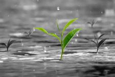 2018年雨水祝福语推荐 2018年雨水节气的养生祝福语应该怎么说