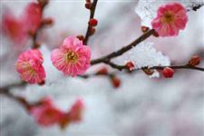 二十四节气养生之小寒养生