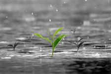 关于雨水这个节气的古诗