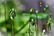 雨水节气有哪些谚语