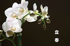 立春温馨经典祝福语,最新立春祝福语大全