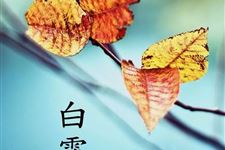 白露:2018年9月8日