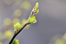 立春是几月几日,2019年什么时候立春