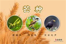 芒种三候：螳螂生，鹏始鸣，反舌无声