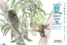 “鹿角解,蝉始鸣,半夏生”,说的是什么意思？
