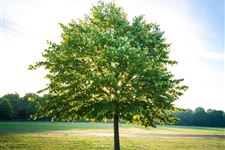 植树节是几月几日,2018年植树节是哪一天【3月12日】