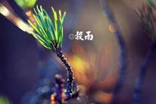 谷雨图片,关于谷雨节气的图片大全