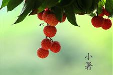小暑进入伏天了吗
