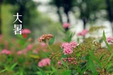 2018年大暑是不是暑伏