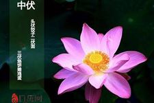 中伏有10天和20天的不同