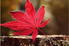 2018年立秋早好还是晚好
