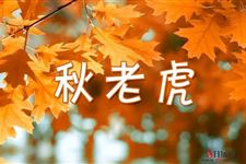 秋天为什么叫秋老虎